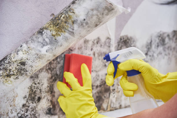 Trusted Cumming, GA Mold Removal & Remediation Experts